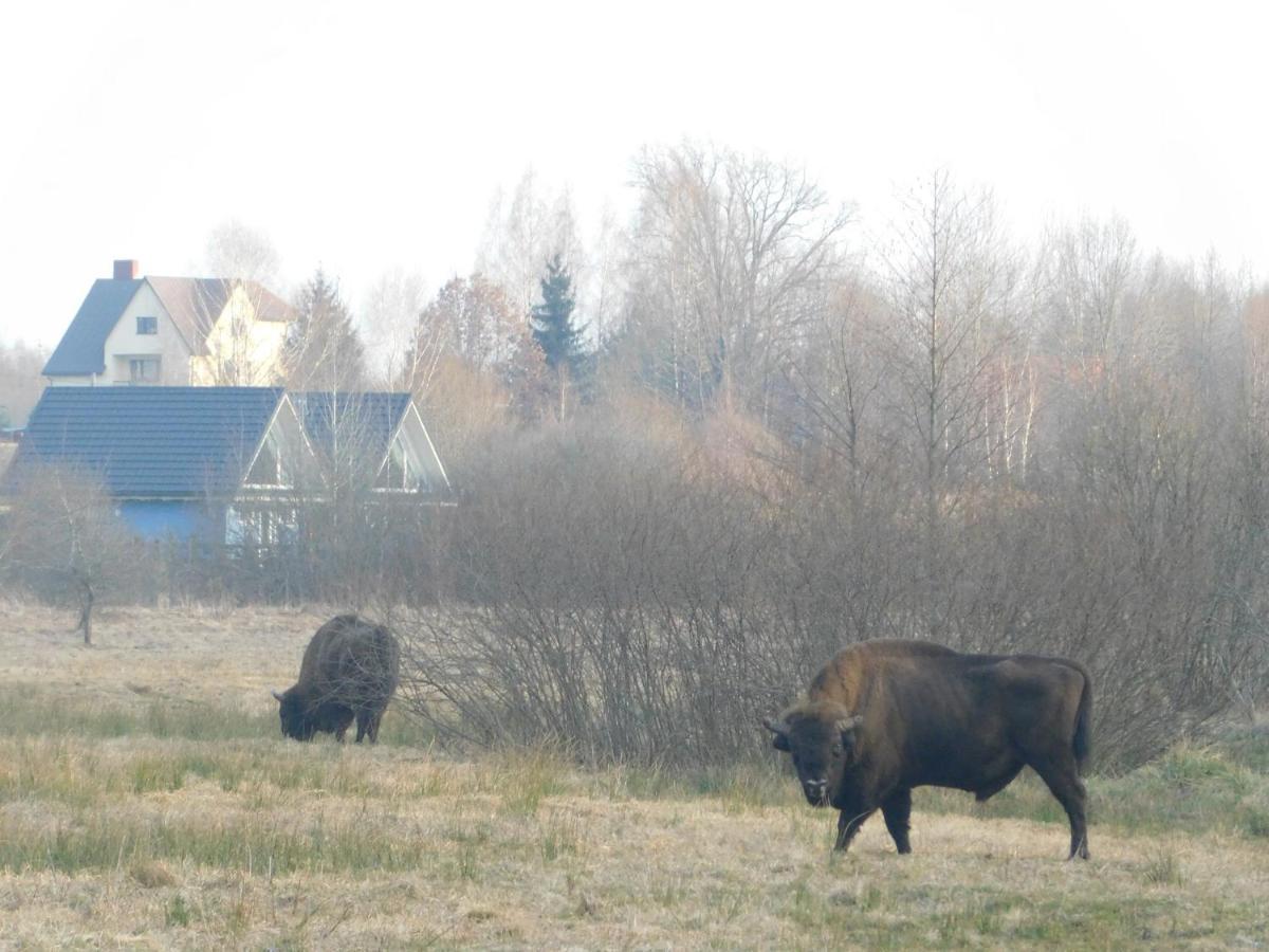 Wejmutka, Białowieża Zewnętrze zdjęcie