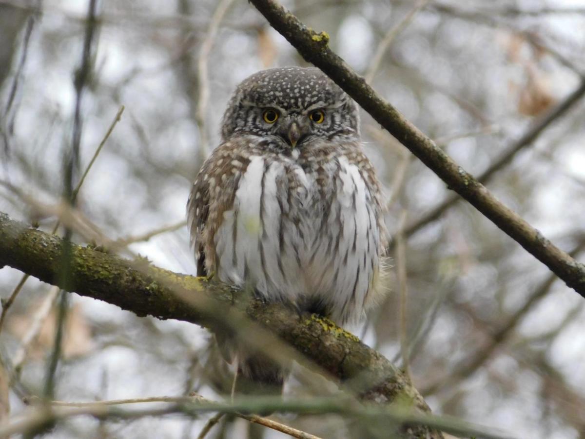 Wejmutka, Białowieża Zewnętrze zdjęcie