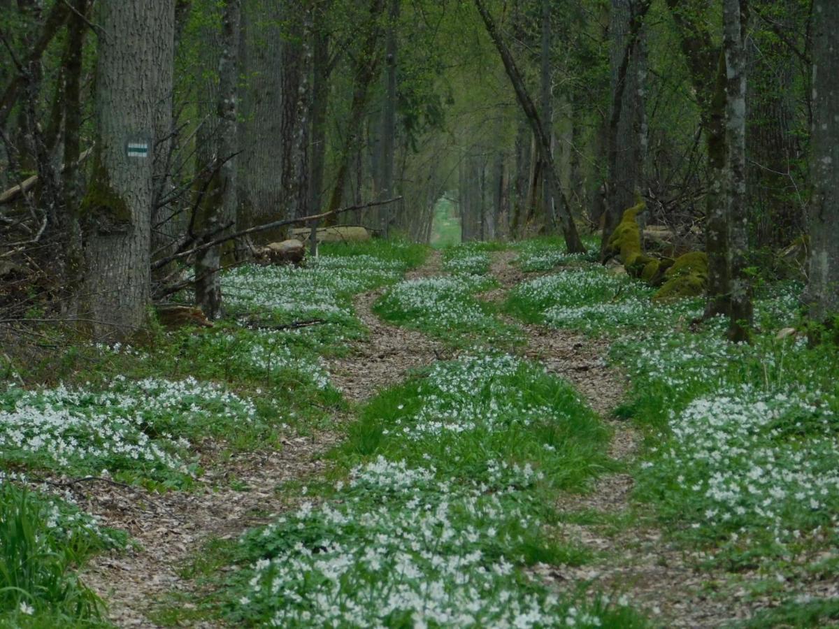 Wejmutka, Białowieża Zewnętrze zdjęcie