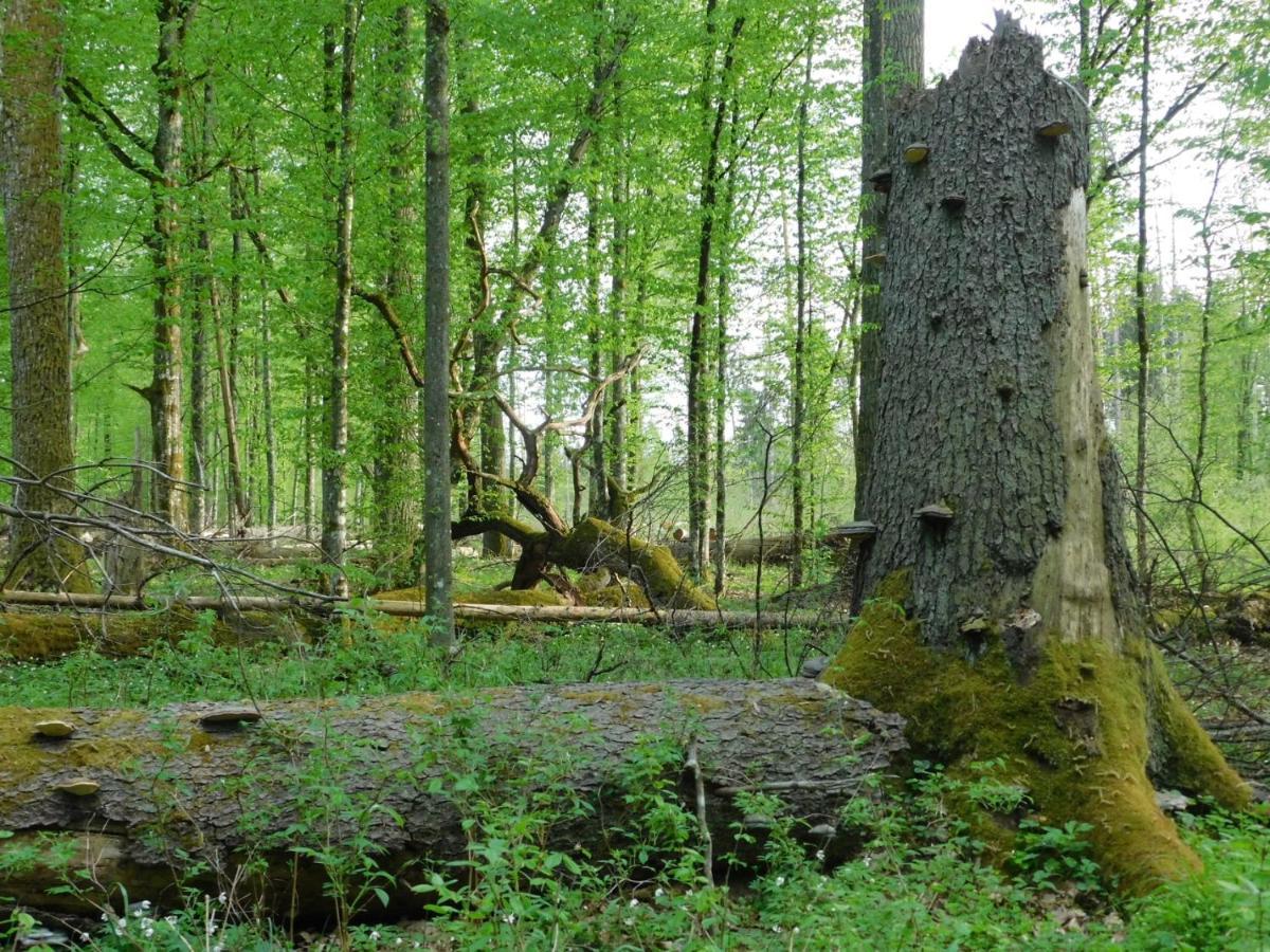 Wejmutka, Białowieża Zewnętrze zdjęcie